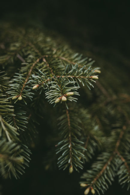 Spruce Tip, Vanilla & Gin